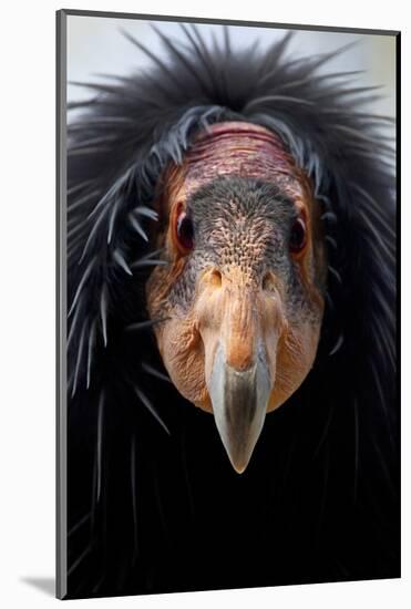 California Condor (Gymnogyps Californianus), Iucn Critically Endangered, Captive-Claudio Contreras-Mounted Photographic Print