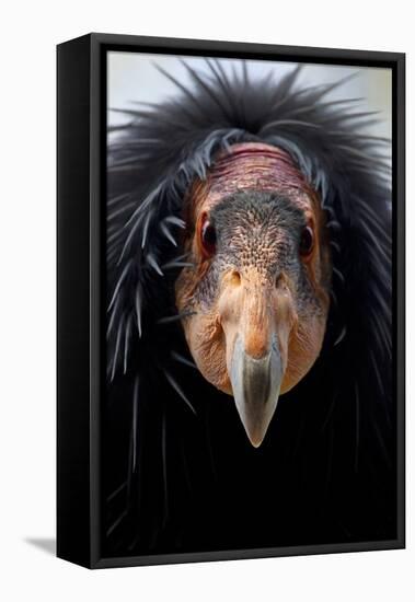 California Condor (Gymnogyps Californianus), Iucn Critically Endangered, Captive-Claudio Contreras-Framed Stretched Canvas