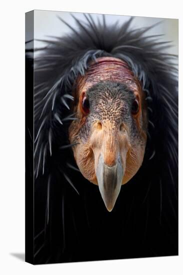 California Condor (Gymnogyps Californianus), Iucn Critically Endangered, Captive-Claudio Contreras-Stretched Canvas