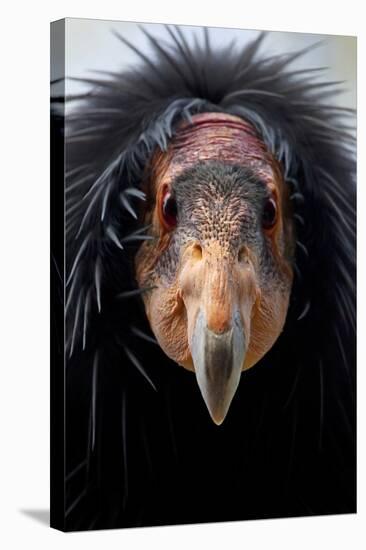 California Condor (Gymnogyps Californianus), Iucn Critically Endangered, Captive-Claudio Contreras-Stretched Canvas