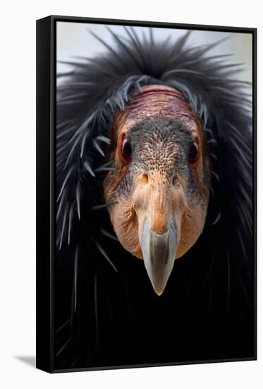 California Condor (Gymnogyps Californianus), Iucn Critically Endangered, Captive-Claudio Contreras-Framed Stretched Canvas