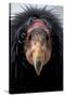 California Condor (Gymnogyps Californianus), Iucn Critically Endangered, Captive-Claudio Contreras-Stretched Canvas