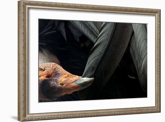 California Condor (Gymnogyps Californianus) Preening, Iucn Critically Endangered, Captive-Claudio Contreras-Framed Photographic Print