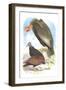 California Condor, Turkey Buzzard, and Carrion Crow-Theodore Jasper-Framed Art Print