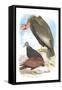 California Condor, Turkey Buzzard, and Carrion Crow-Theodore Jasper-Framed Stretched Canvas