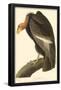 California Condor-null-Framed Poster