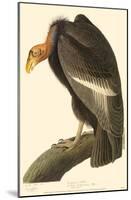 California Condor-null-Mounted Poster