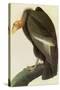 California Condor-John James Audubon-Stretched Canvas