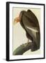 California Condor-John James Audubon-Framed Art Print