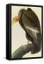 California Condor-John James Audubon-Framed Stretched Canvas