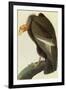 California Condor-John James Audubon-Framed Art Print