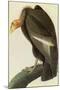 California Condor-John James Audubon-Mounted Art Print