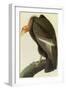 California Condor-John James Audubon-Framed Art Print