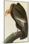California Condor-John James Audubon-Mounted Art Print