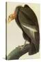 California Condor-John James Audubon-Stretched Canvas