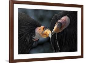 California Condors (Gymnnogyps Californicus) Interacting. Captive. Endangered Species-Claudio Contreras-Framed Photographic Print