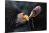 California Condors (Gymnnogyps Californicus) Interacting. Captive. Endangered Species-Claudio Contreras-Mounted Photographic Print