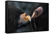 California Condors (Gymnnogyps Californicus) Interacting. Captive. Endangered Species-Claudio Contreras-Framed Stretched Canvas
