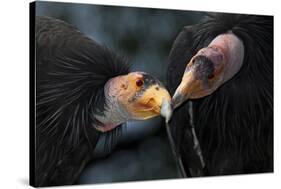 California Condors (Gymnnogyps Californicus) Interacting. Captive. Endangered Species-Claudio Contreras-Stretched Canvas