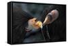 California Condors (Gymnnogyps Californicus) Interacting. Captive. Endangered Species-Claudio Contreras-Framed Stretched Canvas