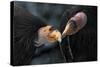 California Condors (Gymnnogyps Californicus) Interacting. Captive. Endangered Species-Claudio Contreras-Stretched Canvas