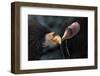 California Condors (Gymnnogyps Californicus) Interacting. Captive. Endangered Species-Claudio Contreras-Framed Photographic Print