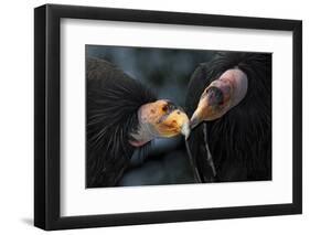 California Condors (Gymnnogyps Californicus) Interacting. Captive. Endangered Species-Claudio Contreras-Framed Photographic Print