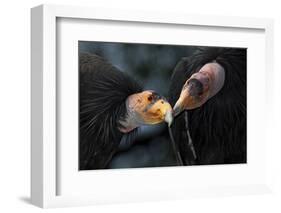 California Condors (Gymnnogyps Californicus) Interacting. Captive. Endangered Species-Claudio Contreras-Framed Photographic Print