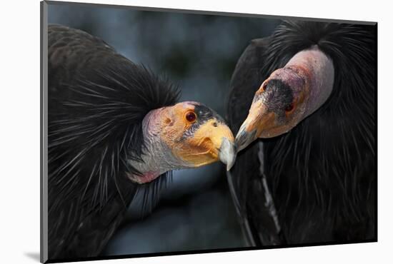 California Condors (Gymnnogyps Californicus) Interacting. Captive. Endangered Species-Claudio Contreras-Mounted Photographic Print