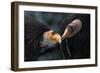 California Condors (Gymnnogyps Californicus) Interacting. Captive. Endangered Species-Claudio Contreras-Framed Photographic Print