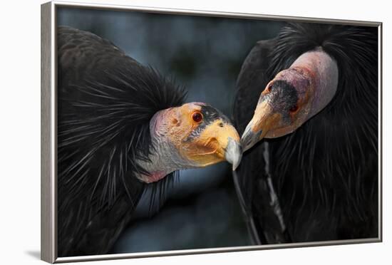 California Condors (Gymnnogyps Californicus) Interacting. Captive. Endangered Species-Claudio Contreras-Framed Photographic Print