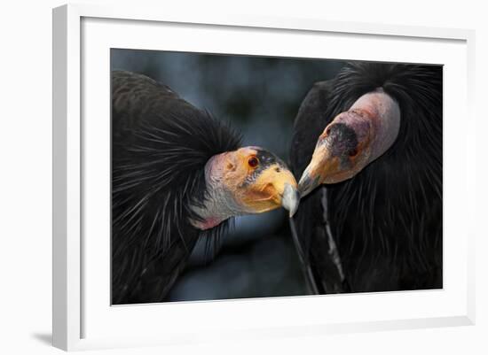 California Condors (Gymnnogyps Californicus) Interacting. Captive. Endangered Species-Claudio Contreras-Framed Photographic Print