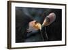 California Condors (Gymnnogyps Californicus) Interacting. Captive. Endangered Species-Claudio Contreras-Framed Photographic Print