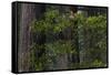 California. Costal Redwood and Rhododendron, Redwood National and State Park-Judith Zimmerman-Framed Stretched Canvas