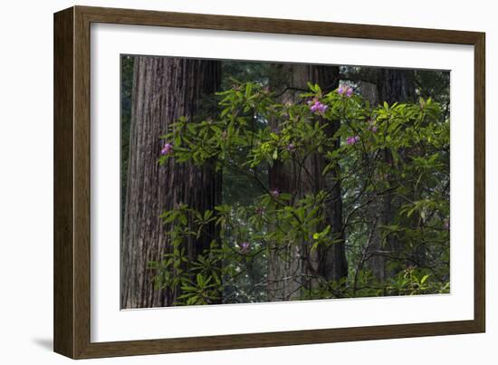 California. Costal Redwood and Rhododendron, Redwood National and State Park-Judith Zimmerman-Framed Photographic Print