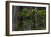 California. Costal Redwood and Rhododendron, Redwood National and State Park-Judith Zimmerman-Framed Photographic Print