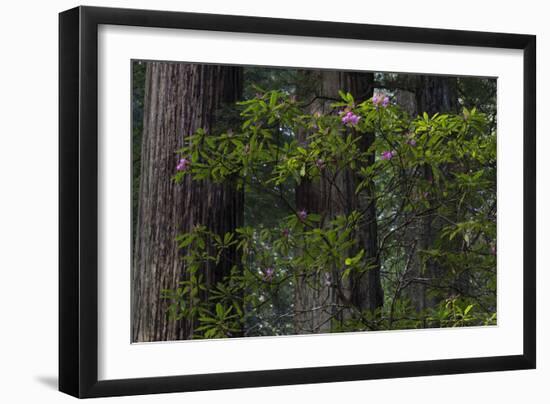 California. Costal Redwood and Rhododendron, Redwood National and State Park-Judith Zimmerman-Framed Photographic Print