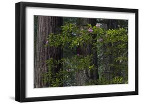 California. Costal Redwood and Rhododendron, Redwood National and State Park-Judith Zimmerman-Framed Photographic Print