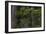 California. Costal Redwood and Rhododendron, Redwood National and State Park-Judith Zimmerman-Framed Photographic Print