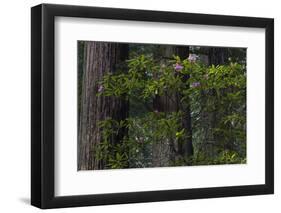 California. Costal Redwood and Rhododendron, Redwood National and State Park-Judith Zimmerman-Framed Photographic Print