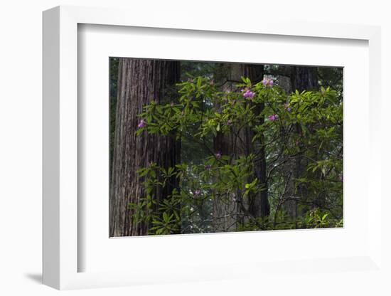 California. Costal Redwood and Rhododendron, Redwood National and State Park-Judith Zimmerman-Framed Photographic Print