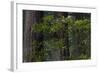 California. Costal Redwood and Rhododendron, Redwood National and State Park-Judith Zimmerman-Framed Photographic Print