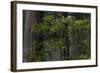 California. Costal Redwood and Rhododendron, Redwood National and State Park-Judith Zimmerman-Framed Photographic Print