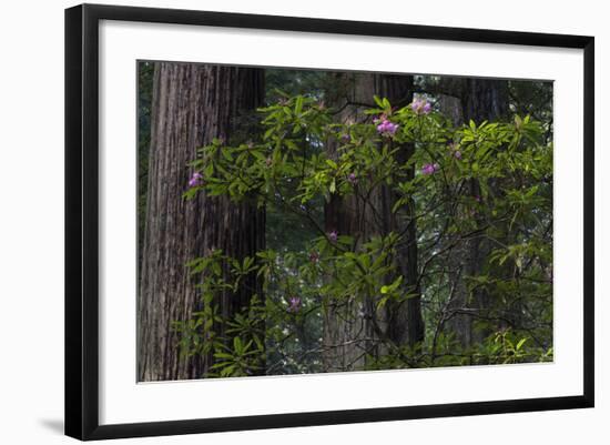 California. Costal Redwood and Rhododendron, Redwood National and State Park-Judith Zimmerman-Framed Photographic Print