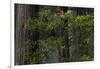 California. Costal Redwood and Rhododendron, Redwood National and State Park-Judith Zimmerman-Framed Photographic Print