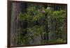 California. Costal Redwood and Rhododendron, Redwood National and State Park-Judith Zimmerman-Framed Photographic Print