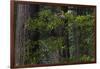 California. Costal Redwood and Rhododendron, Redwood National and State Park-Judith Zimmerman-Framed Photographic Print