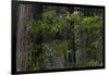 California. Costal Redwood and Rhododendron, Redwood National and State Park-Judith Zimmerman-Framed Photographic Print