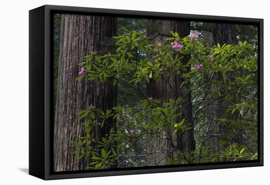 California. Costal Redwood and Rhododendron, Redwood National and State Park-Judith Zimmerman-Framed Stretched Canvas