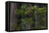 California. Costal Redwood and Rhododendron, Redwood National and State Park-Judith Zimmerman-Framed Stretched Canvas